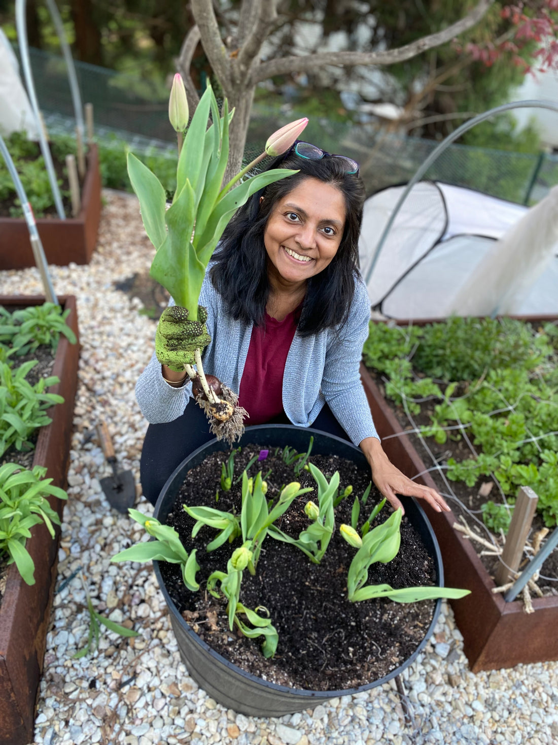 Local garden grown tulip bunches (Easter Special)