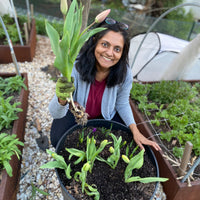 Local garden grown tulip bunches (Easter Special)