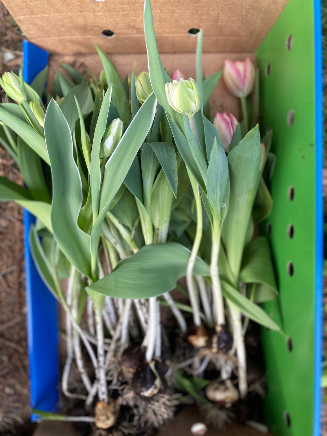 Local garden grown tulip bunches (Easter Special)
