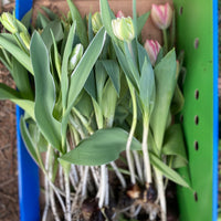 Local garden grown tulip bunches (Easter Special)