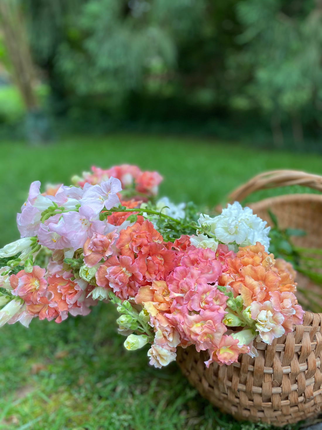 Spring Local Garden Flower Subscription: 3 or 6 weeks (April-May)