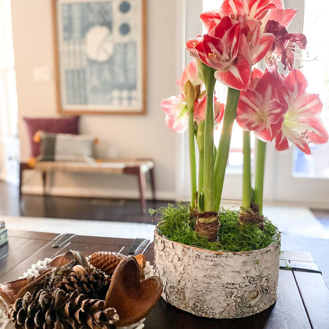 Spring Amaryllis 3 Bulb Display: Done For You