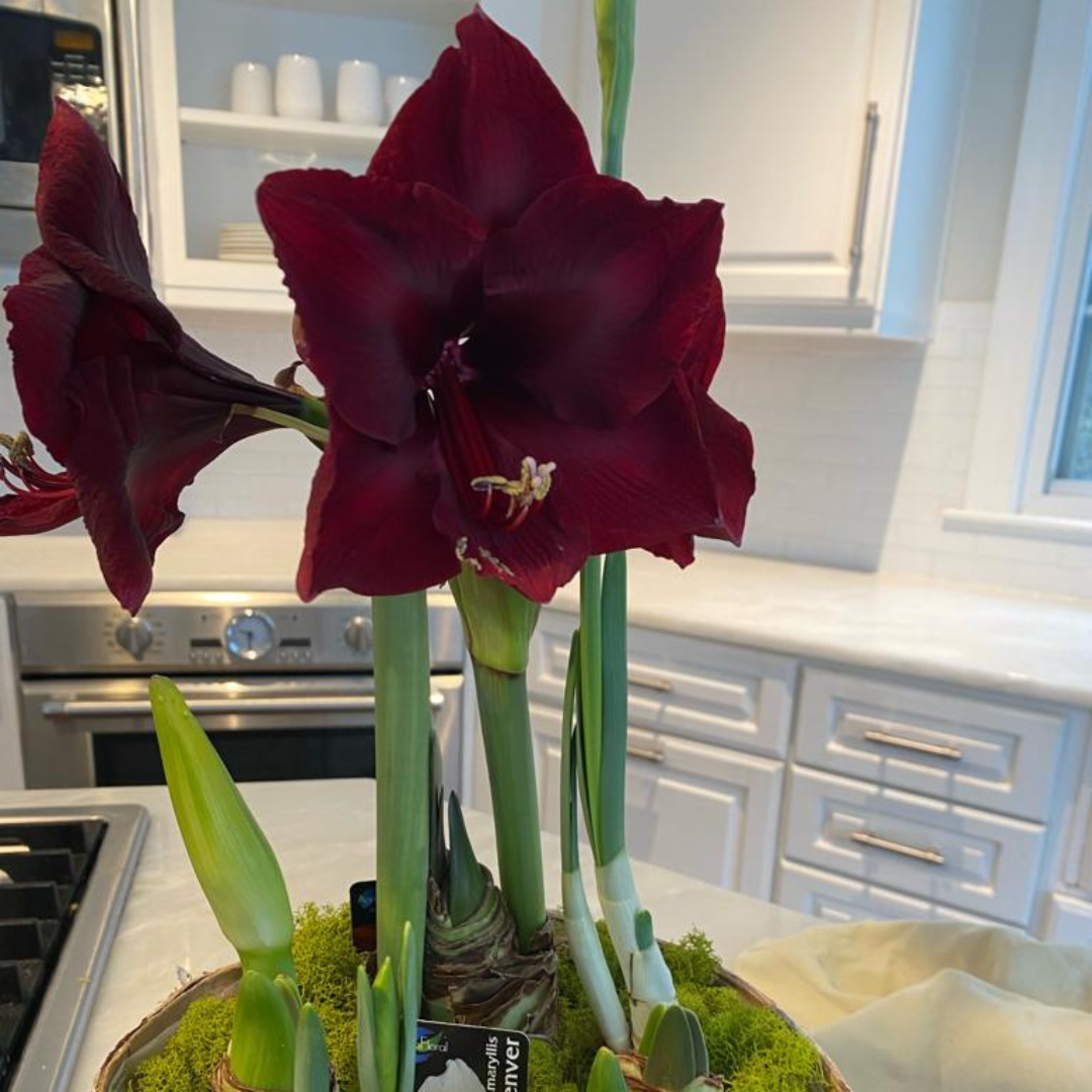 Spring Amaryllis 3 Bulb Display: Done For You