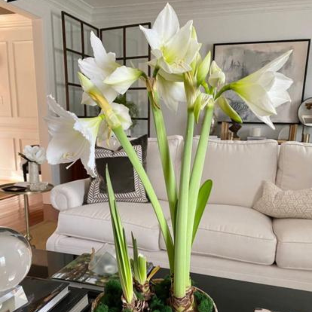 Holiday Amaryllis 3 Bulb Display: Done For You