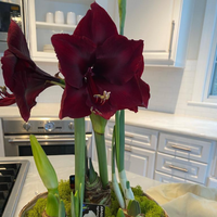 Creating Holiday Amaryllis and Paperwhite Displays