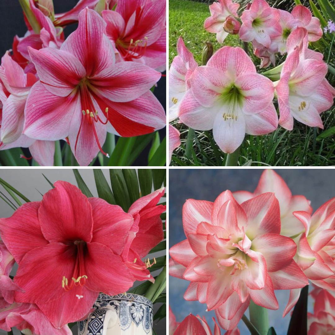 Spring Amaryllis 3 Bulb Display: Done For You