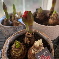 Spring Amaryllis 3 Bulb Display: Done For You