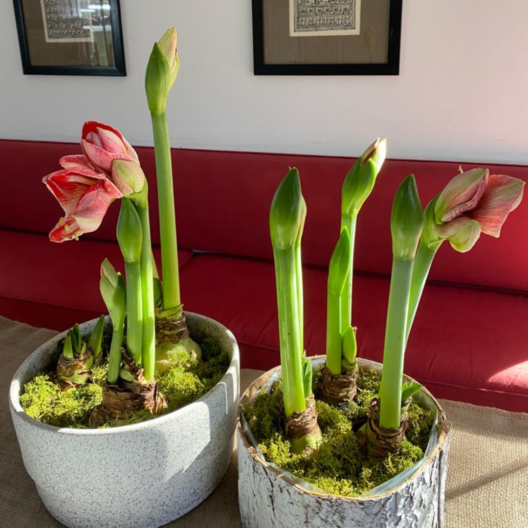 Spring Amaryllis 3 Bulb Display: Done For You