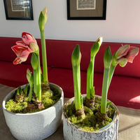 Holiday Amaryllis 3 Bulb Display: Done For You