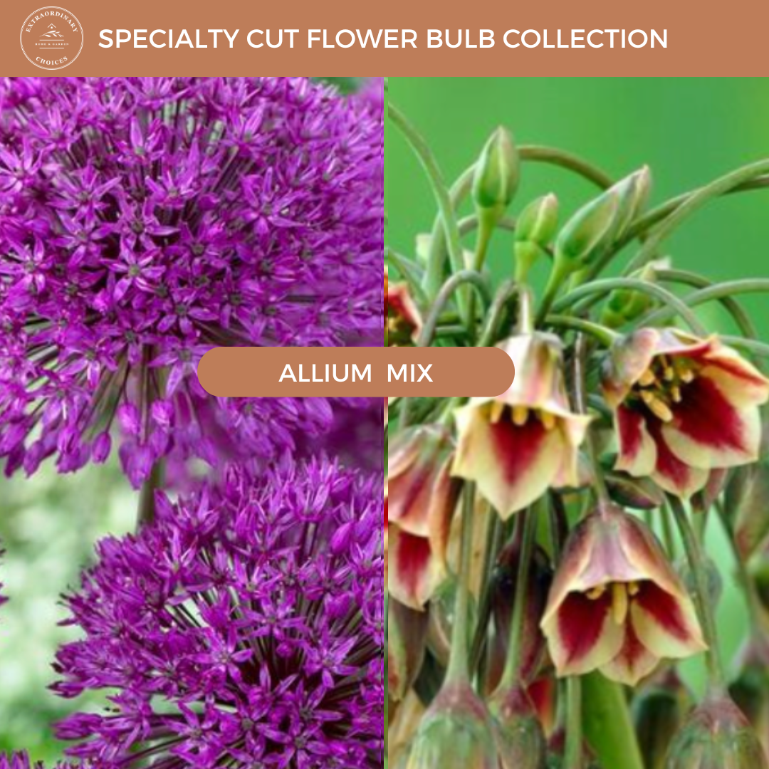 Allium Mix (Set of 6 or 12) PREORDER