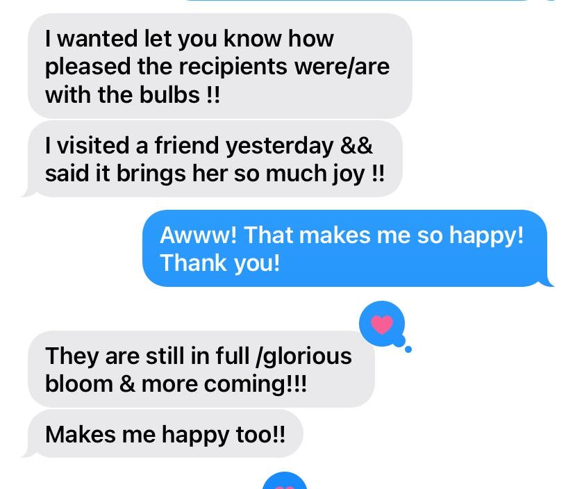 Indoor Forcing Amaryllis Bulbs (PREORDER PRICING)