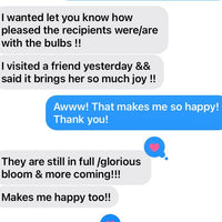 Indoor Forcing Amaryllis Bulbs (PREORDER PRICING)