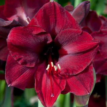 Single Holiday Amaryllis Pot: Done for You
