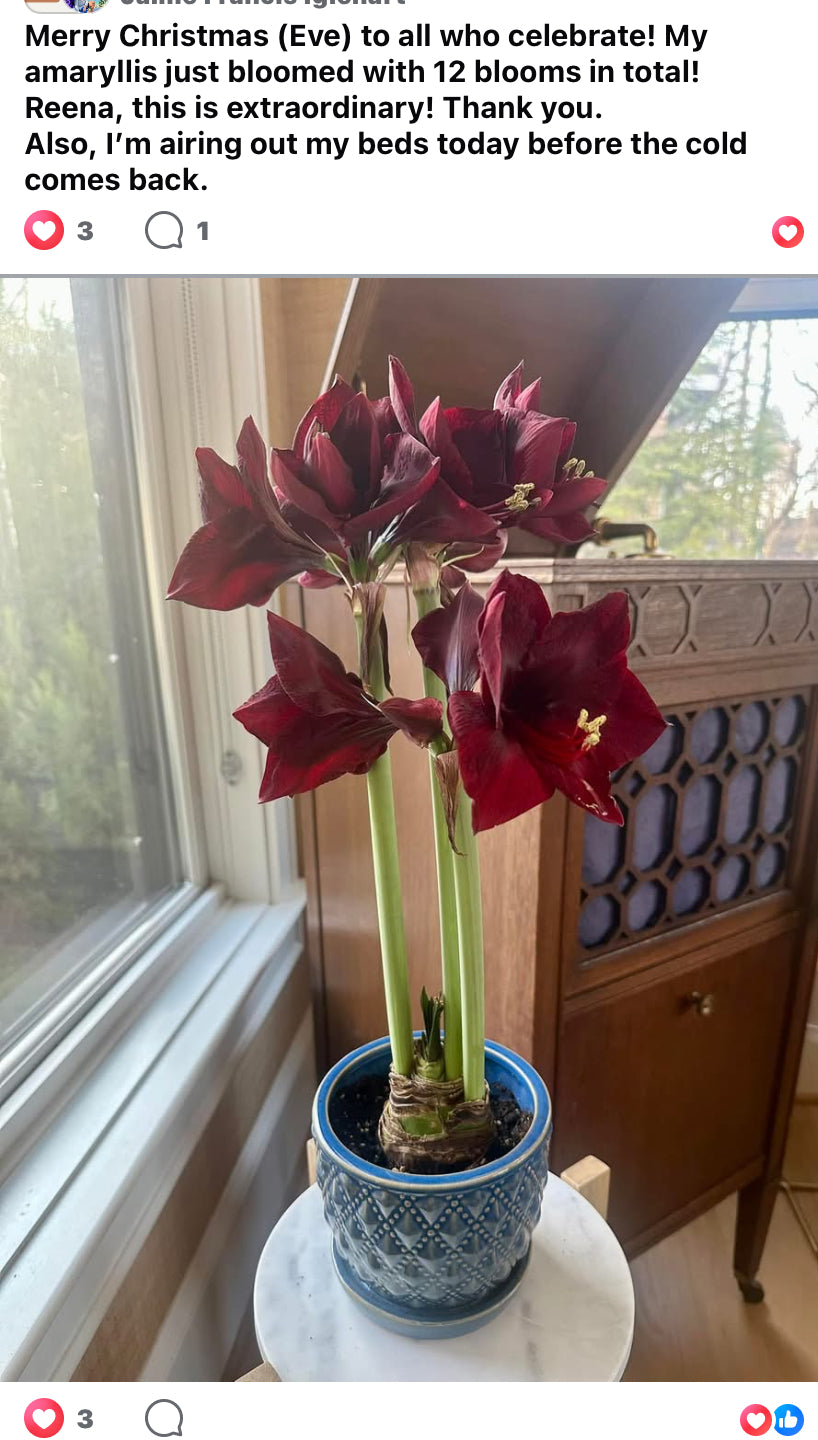 Indoor Forcing Amaryllis Bulbs (PREORDER PRICING)