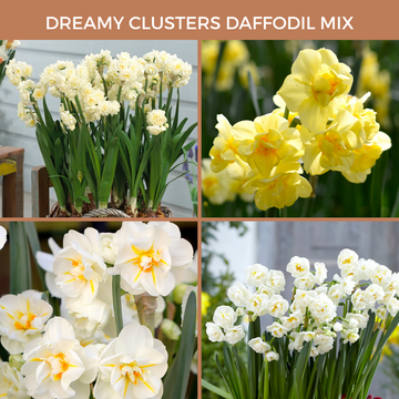 Dreamy Clusters Daffodil Mix (Preorder)