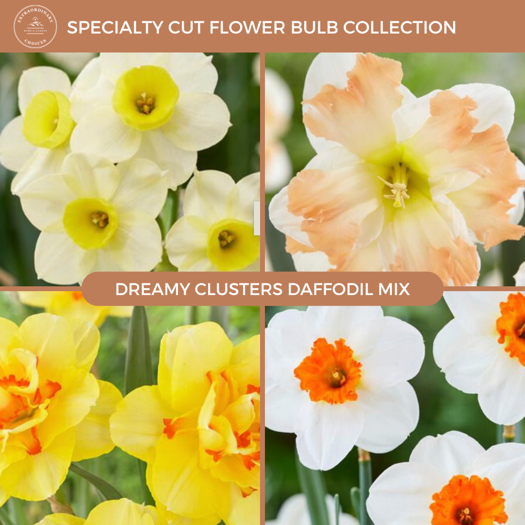 Dreamy Daffodil Mix (15 bulbs) PREORDER