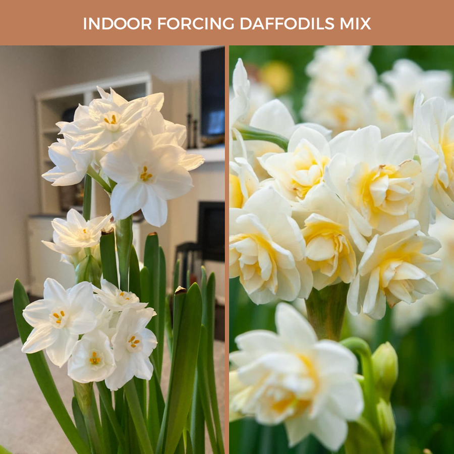 Indoor Forcing Daffodil Mix (15 Bulbs)