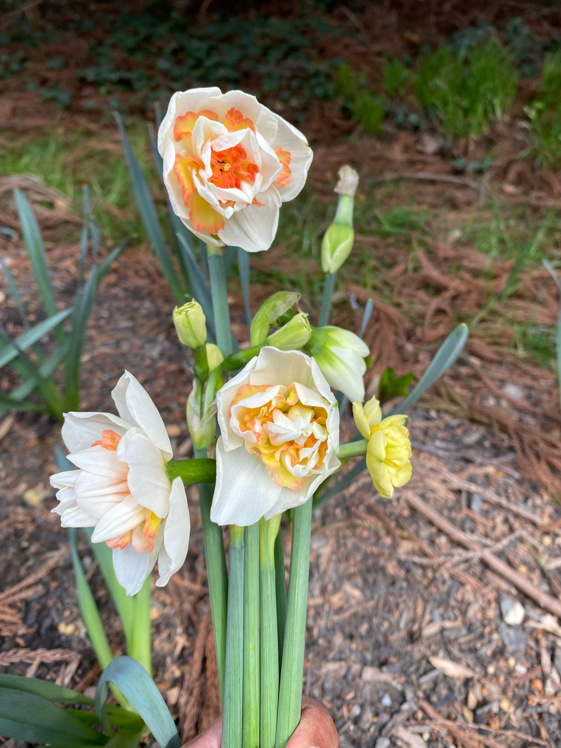 October Workshop: Planting Spring Bulbs (Tulips, Daffodils, Ranunculus) (REGISTRATION IS NOW CLOSED - SIGN UP FOR EMAIL LIST TO RECEIVE INFORMATION ON UPCOMING EVENTS)