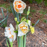 October Workshop: Planting Spring Bulbs (Tulips, Daffodils, Ranunculus) (REGISTRATION IS NOW CLOSED - SIGN UP FOR EMAIL LIST TO RECEIVE INFORMATION ON UPCOMING EVENTS)