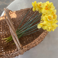 Mixed daffodil bunches