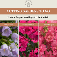 Cutting Gardens to Go: Fall Planted Hardy Annuals