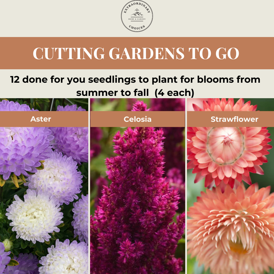 Cutting Gardens to Go: Summer Collection