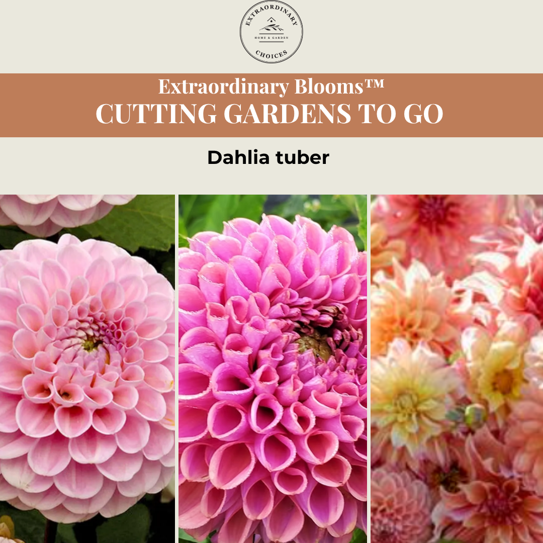 Cutting Gardens to Go: Summer Collection