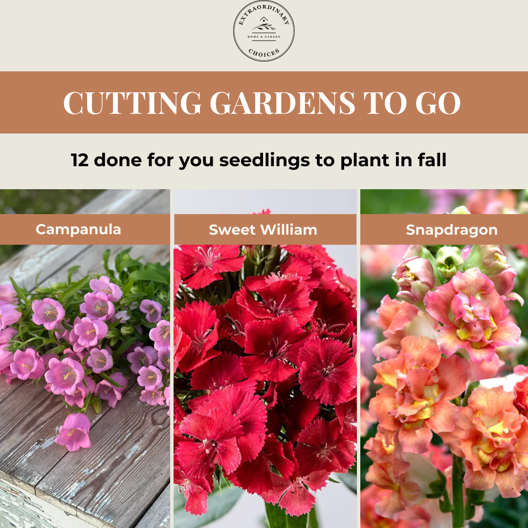 Cutting Gardens to Go: Fall Planted Spring Faves