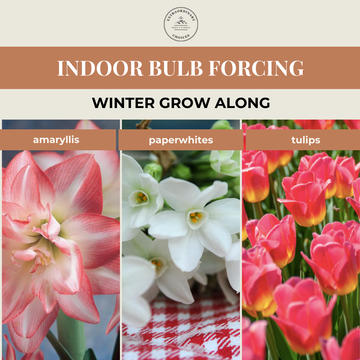 Indoor Bulb Forcing: Winter Grow Along (Presale)