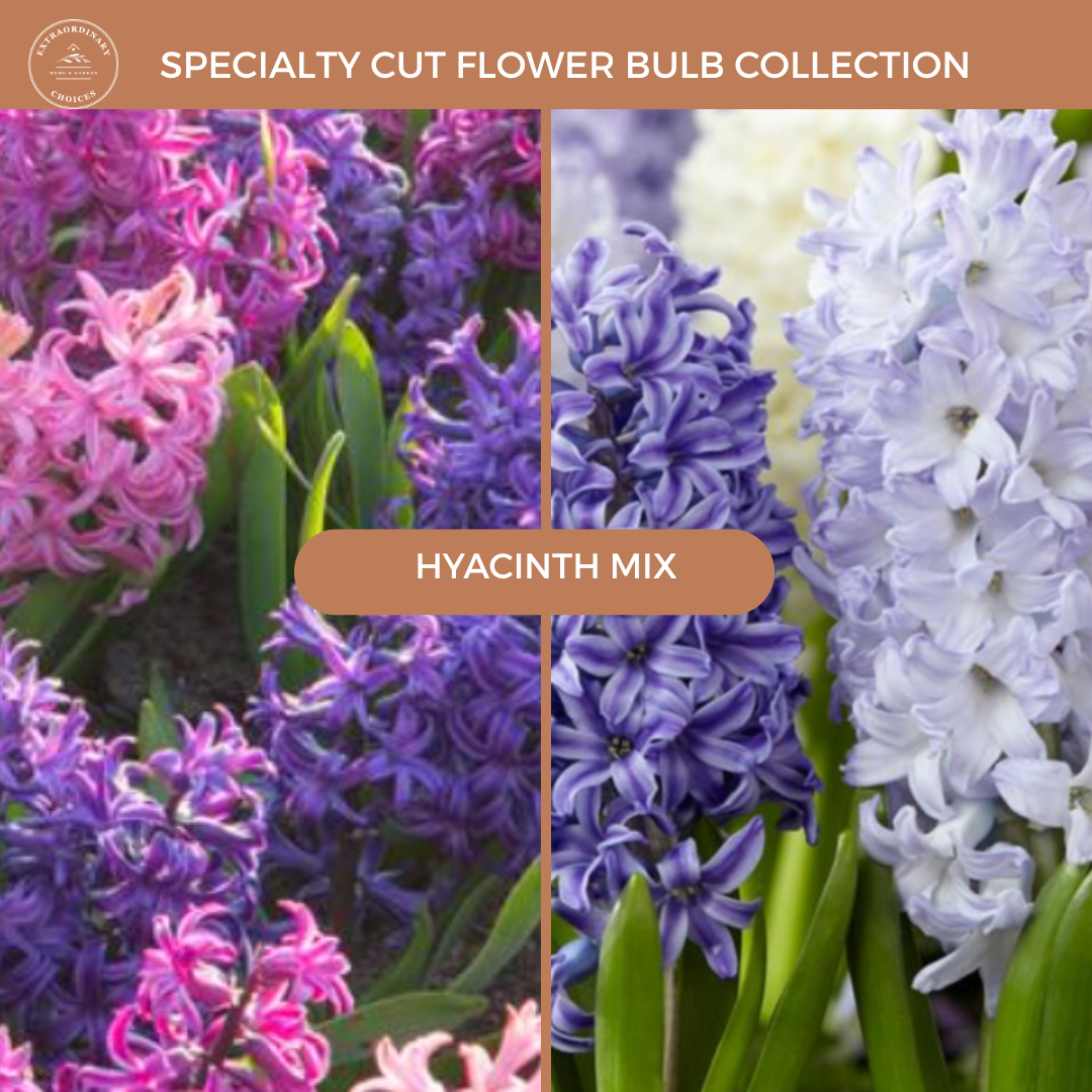 Hyacinth Mix (Set of 6 or 12) PREORDER