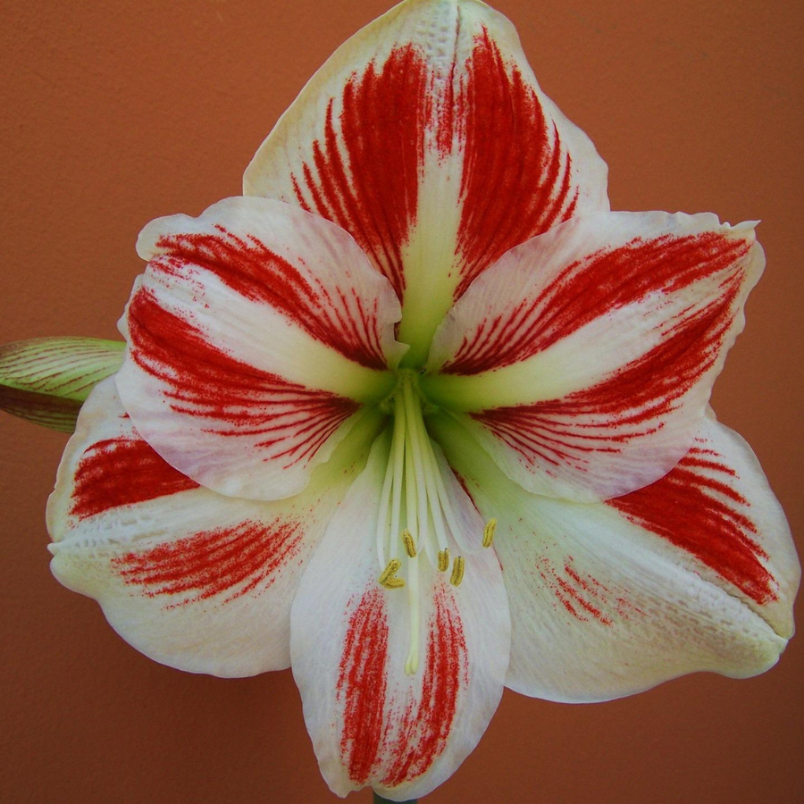 Holiday Single Potted Amaryllis: Done For You