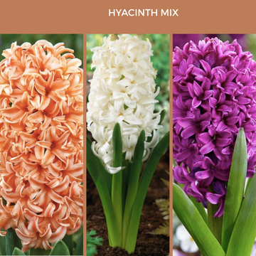 Hyacinth Mix (Set of 6 or 12)