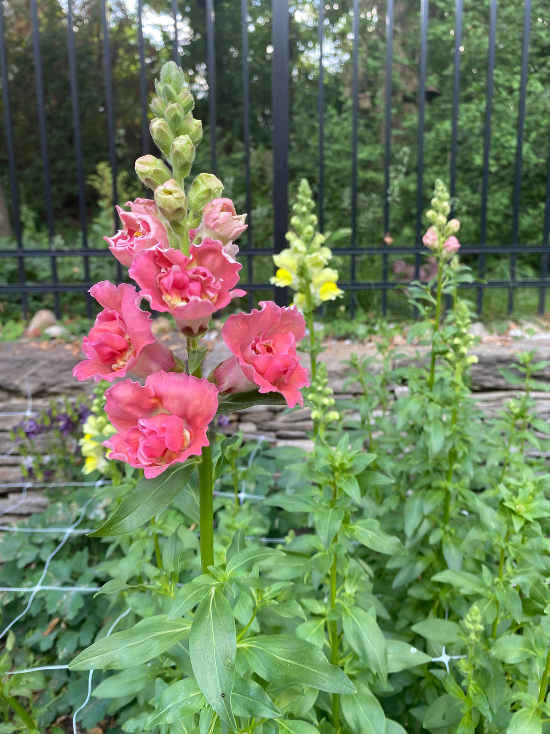 Cutting Gardens to Go: Fall Planted Hardy Annuals