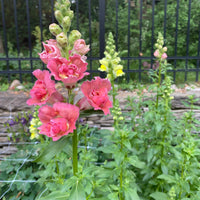 Cutting Gardens to Go: Fall Planted Hardy Annuals