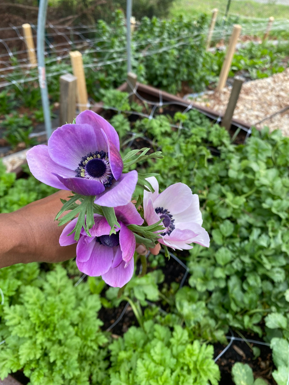 Grow Your Own Anemones and Ranunculus: Workshop