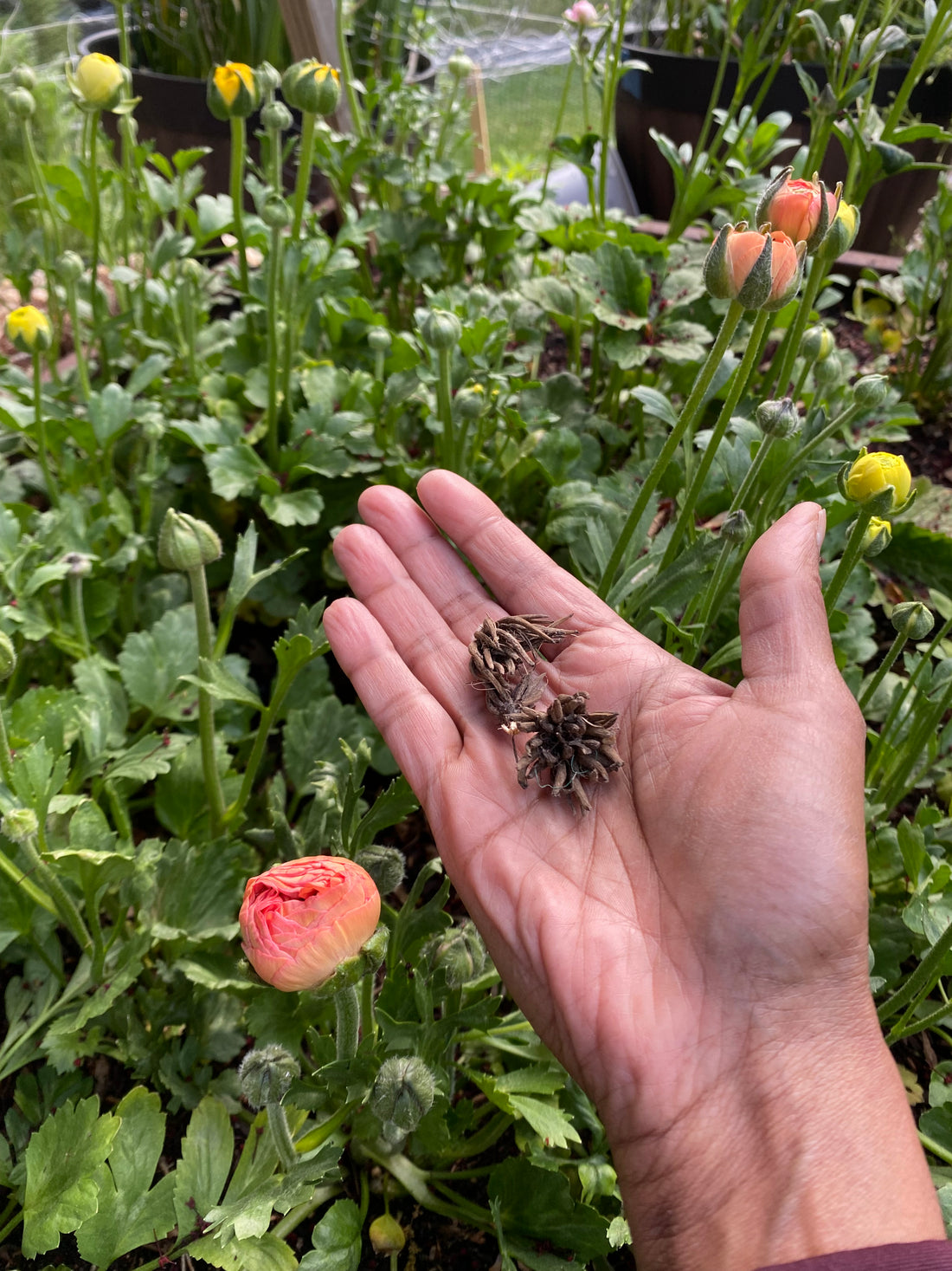 Grow Your Own Anemones and Ranunculus: Workshop