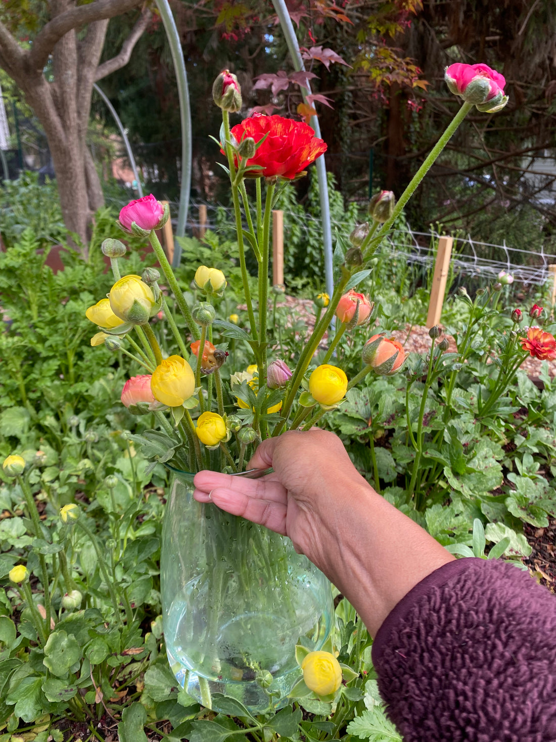 Grow Your Own Anemones and Ranunculus: Workshop