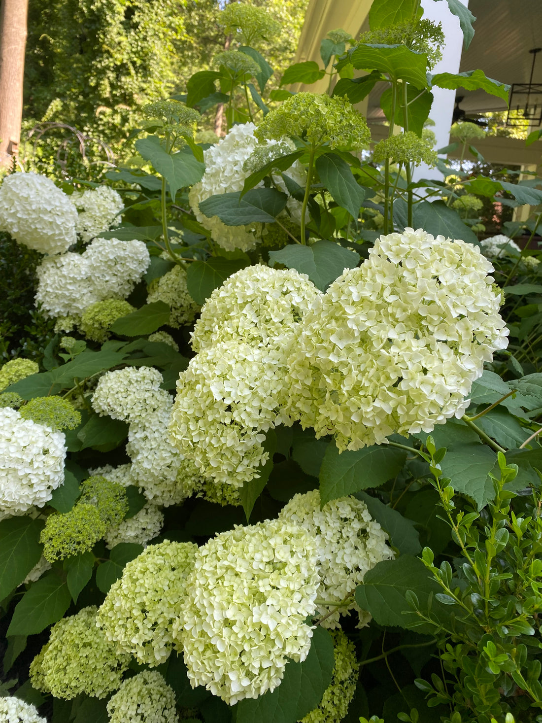 White Hydrangea Bunches (Father's Day Special)