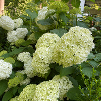 White Hydrangea Bunches (Father's Day Special)