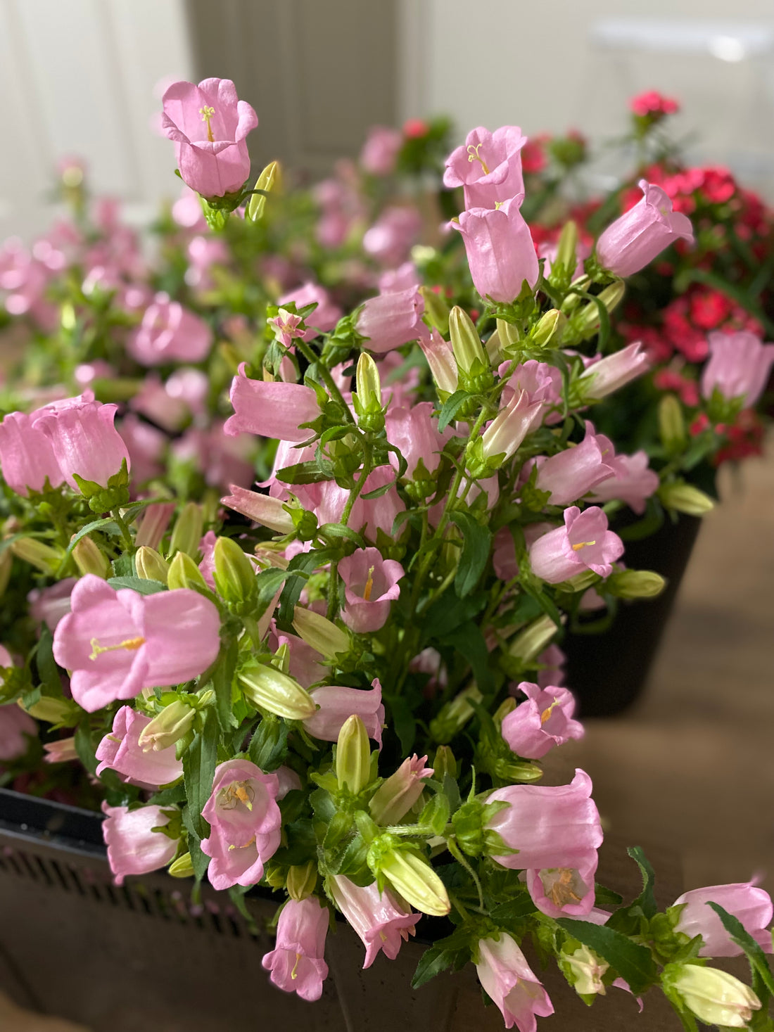 Cutting Gardens to Go: Fall Planted Hardy Annuals