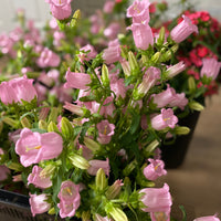 Cutting Gardens to Go: Fall Planted Hardy Annuals