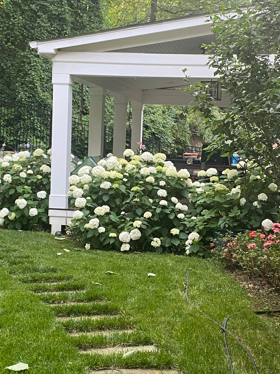 White Hydrangea Bunches (Father's Day Special)