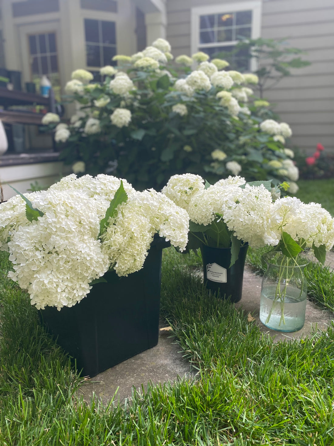 White Hydrangea Bunches (Father's Day Special)