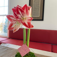 Holiday Single Potted Amaryllis: Done For You