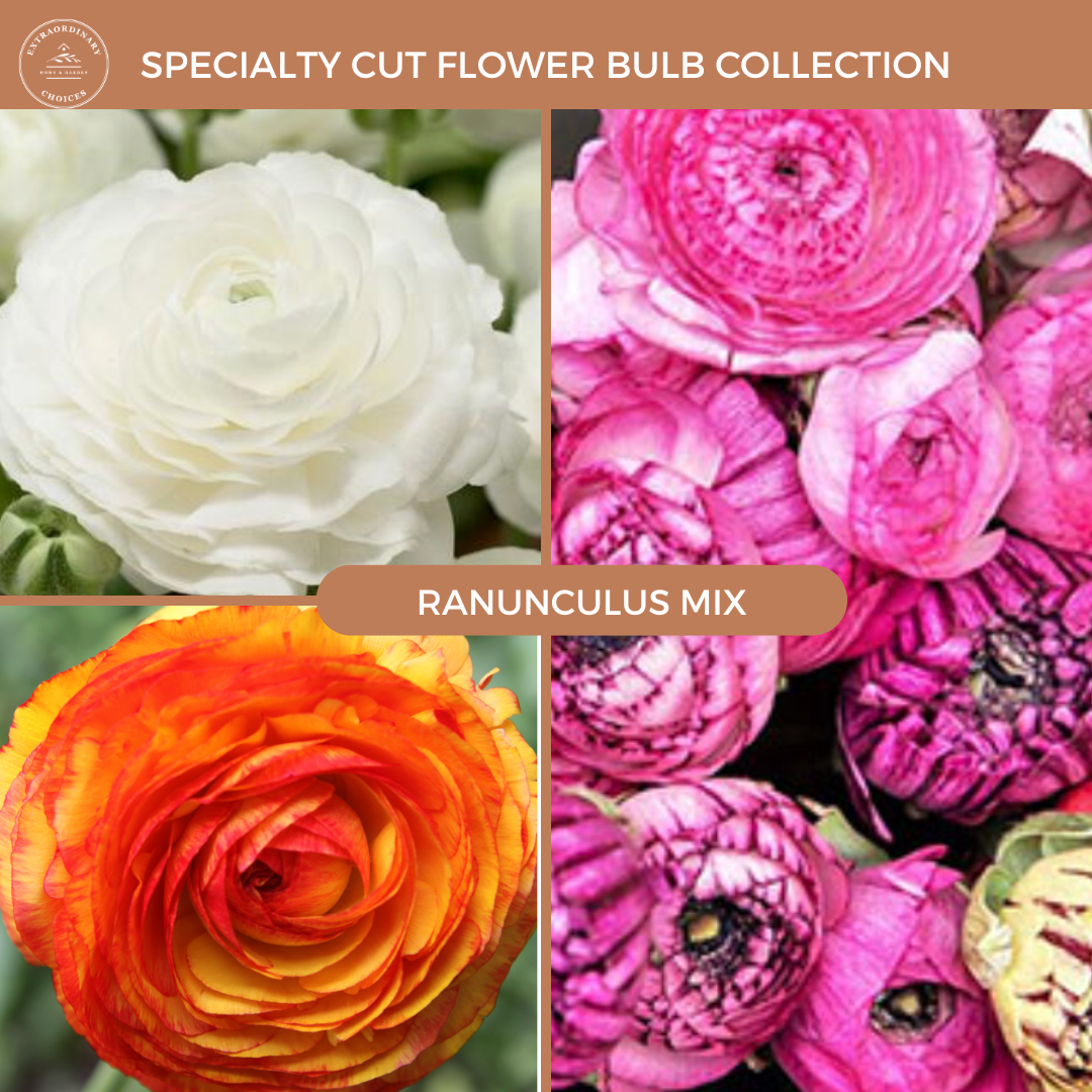 Ruffly Ranunculus Mix (15 bulbs) PREORDER