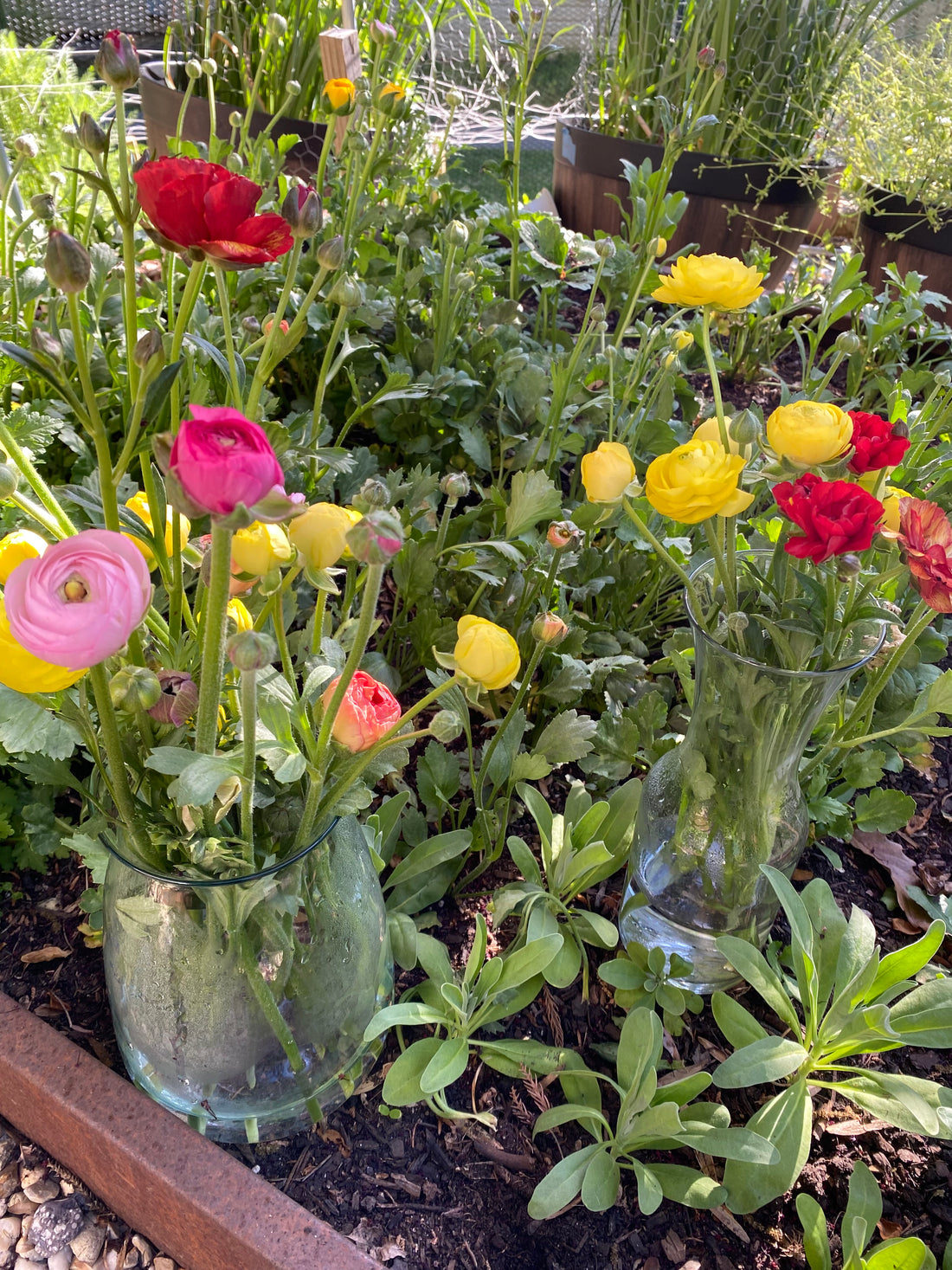 October Workshop: Planting Spring Bulbs (Tulips, Daffodils, Ranunculus) (REGISTRATION IS NOW CLOSED - SIGN UP FOR EMAIL LIST TO RECEIVE INFORMATION ON UPCOMING EVENTS)