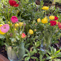 October Workshop: Planting Spring Bulbs (Tulips, Daffodils, Ranunculus) (REGISTRATION IS NOW CLOSED - SIGN UP FOR EMAIL LIST TO RECEIVE INFORMATION ON UPCOMING EVENTS)