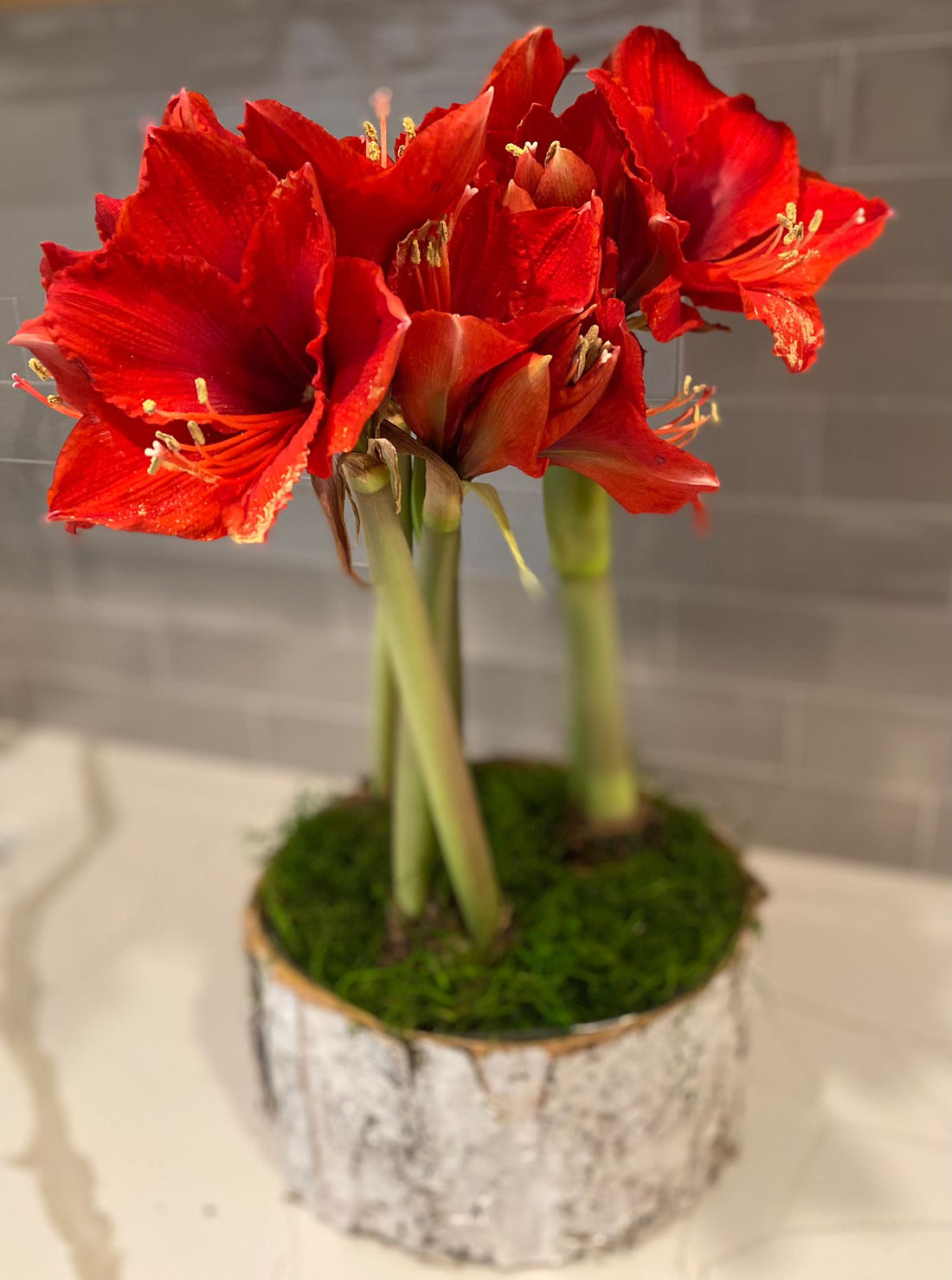 Holiday Amaryllis 3 Bulb Display: Done For You