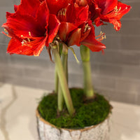 Holiday Amaryllis 3 Bulb Display: Done For You