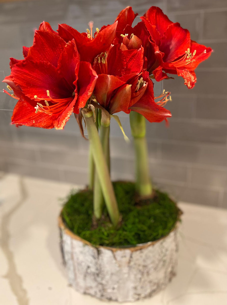 Holiday Amaryllis 3 Bulb Display: Done For You